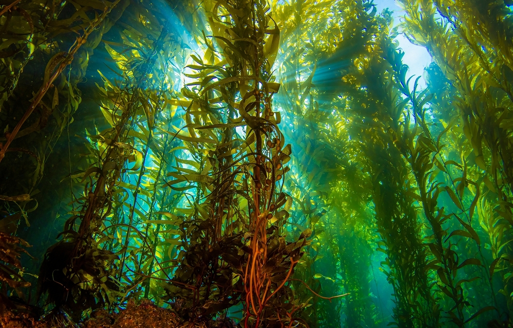 Hidden Beaches and Trails: Giant seaweed in the underwater world. Underwater seaweed. Seaweed underwater scene. Giant seaweed underwater 