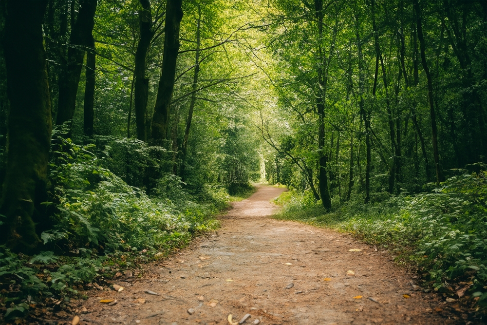 Hidden Beaches and Trails: Tranquil forest path leads to mysterious adventure