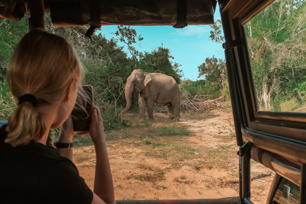 Eco-Friendly Tips for Tourists Visiting Greece: Wildlife safari.Eco travel in the jungle with wild animals elephants.Tropical tourism in the wild life of elephants. Road trip jungle, eco safari. Elephant wild life