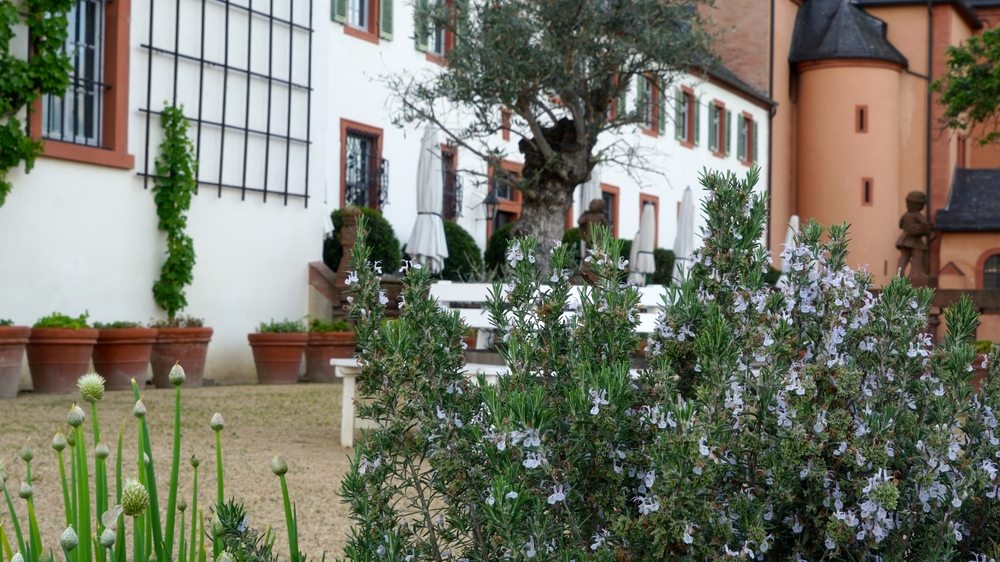 The Secrets Behind Meteora's Monastic Cuisine: Blooming rosemary in the public monastery garden in Seligenstadt 